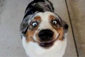 These Dogs Will Break Your Laugh Meter! 😂 Funny Dog Videos 2025
