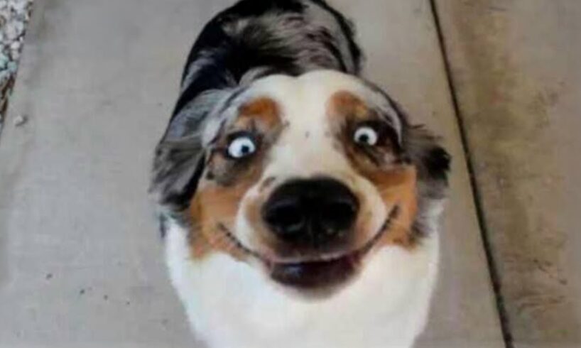 These Dogs Will Break Your Laugh Meter! ๐ Funny Dog Videos 2025