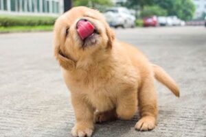 These Golden Retriever PUPPIES will make you LAUGH your HEAD OF 😁 Funniest Animal Videos