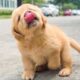 These Golden Retriever PUPPIES will make you LAUGH your HEAD OF 😁 Funniest Animal Videos