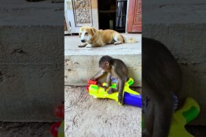 They are playing so happy  #babyanimal #cute #babymonkeybobby #babymonkey #animals #monkeysr #bea3