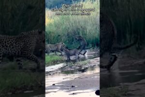 This Animal Fights 3 Leopards Like It’s Nothing