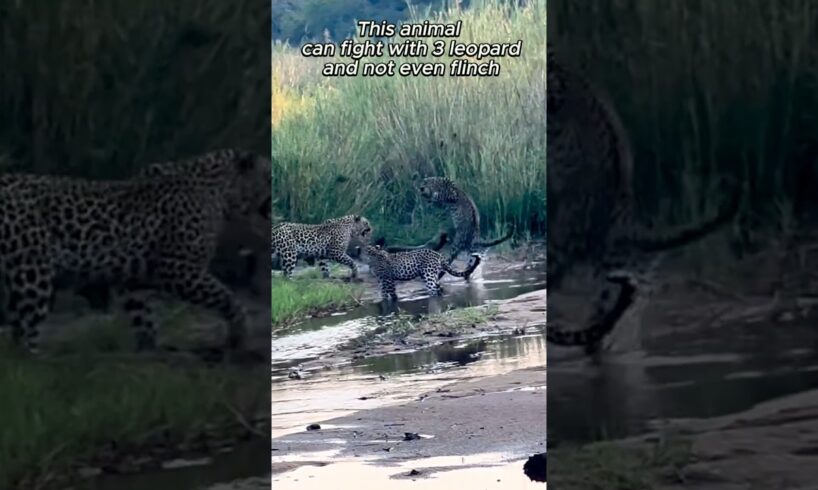 This Animal Fights 3 Leopards Like It’s Nothing