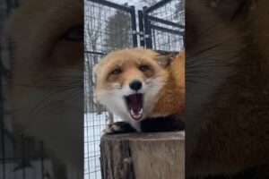 This Is The Sassiest Fox In The World l The Dodo