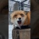 This Is The Sassiest Fox In The World l The Dodo