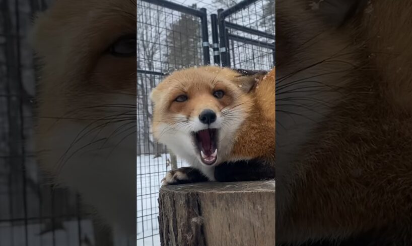 This Is The Sassiest Fox In The World l The Dodo