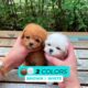 This Robot Puppy is so cute and realistic!