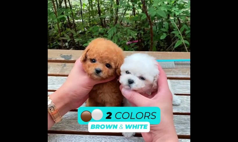 This Robot Puppy is so cute and realistic!