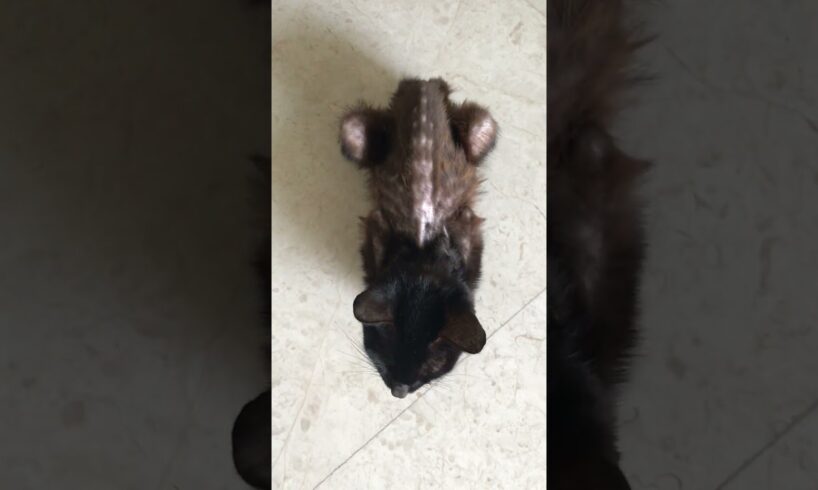 This Skeleton Cat Transforms ❤️ | The Dodo