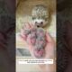 This couple rescued the hedgehog in time and raised it with love. #animalshorts #hedgehog