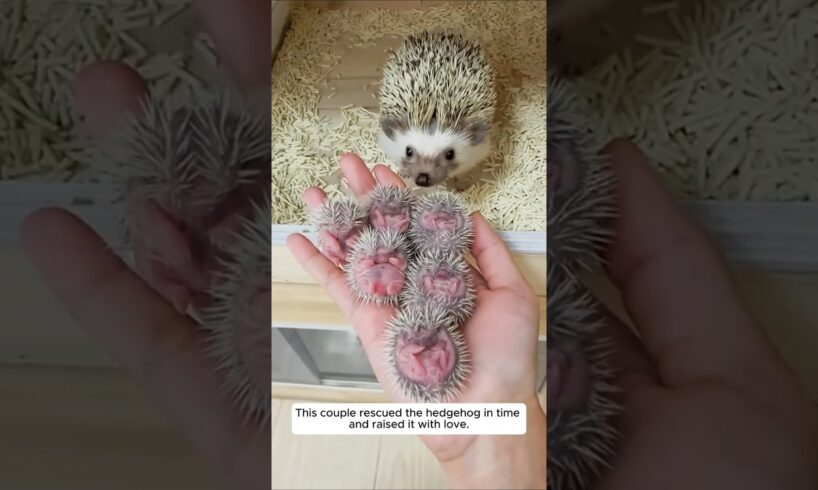 This couple rescued the hedgehog in time and raised it with love. #animalshorts #hedgehog