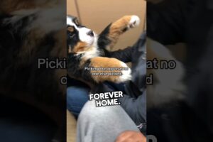 This dog’s reaction of finally getting adopted is incredible #shorts