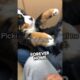 This dog’s reaction of finally getting adopted is incredible #shorts
