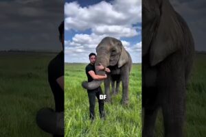 This elephant loves to play basketball! #animals #shorts