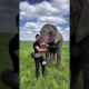 This elephant loves to play basketball! #animals #shorts