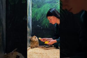 This family rescued a weak owl trapped in the mud and then... #animalshorts
