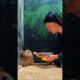 This family rescued a weak owl trapped in the mud and then... #animalshorts