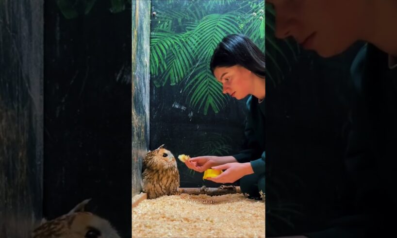 This family rescued a weak owl trapped in the mud and then... #animalshorts