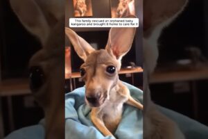 This family rescued an orphaned baby kangaroo and brought it home to care for it #animalshorts