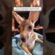 This family rescued an orphaned baby kangaroo and brought it home to care for it #animalshorts