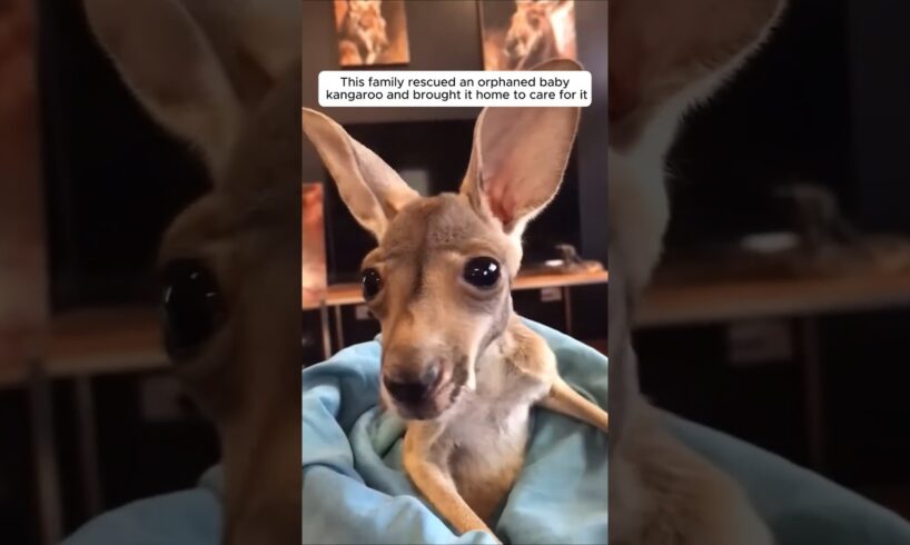 This family rescued an orphaned baby kangaroo and brought it home to care for it #animalshorts