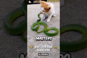 This is Why Snakes Lose To Cats Every Fight, UNTIL..😱