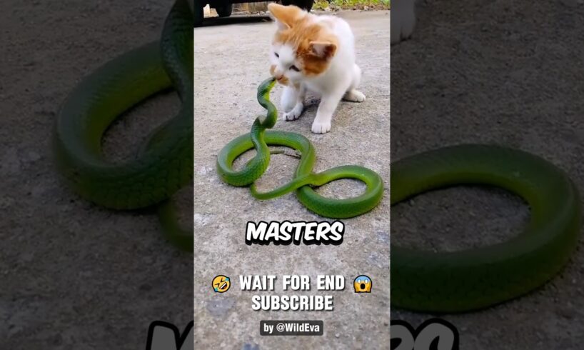 This is Why Snakes Lose To Cats Every Fight, UNTIL..๐ฑ