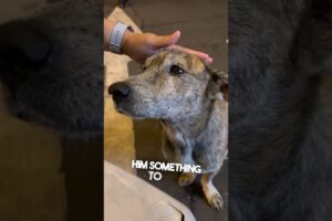 This stray dog started crying after they gave him food ❤️
