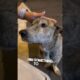 This stray dog started crying after they gave him food ❤️