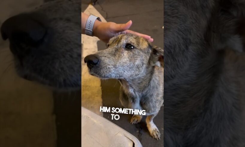 This stray dog started crying after they gave him food ❤️
