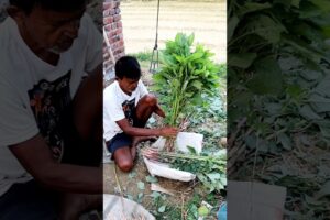 Tieing Bundle of Harvested Bangal Danta (বাঙাল ডাঁটা) #shorts