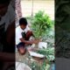Tieing Bundle of Harvested Bangal Danta (বাঙাল ডাঁটা) #shorts