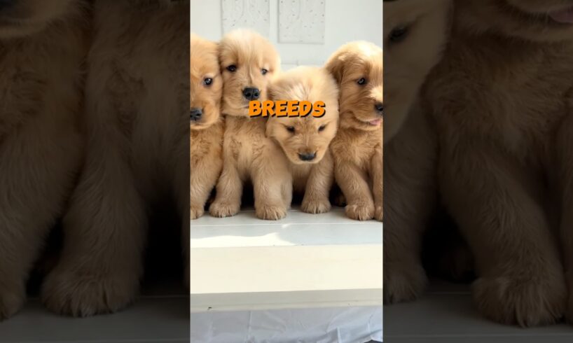 Top 10 Dog Breeds That Stay Small! #top10 #dogbreed #doglover #cuteanimals #pets