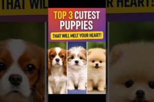 Top 3 Cutest Puppies That Will Melt Your Heart! #Shorts
