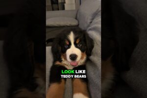 Top 4 Cutest Puppies in the World