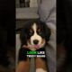 Top 4 Cutest Puppies in the World