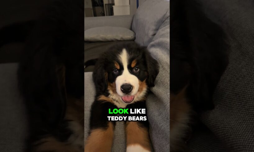 Top 4 Cutest Puppies in the World