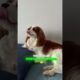Top 5 Cutest Puppies in the World 🐾 | You Won’t Believe #1!