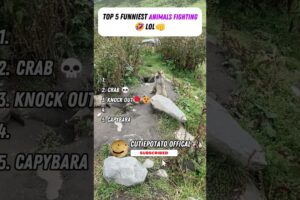 Top 5 Funniest Animal Fights Caught on Camera๐#funny#funnymemes #animals #funnyanimals#trynottolaugh
