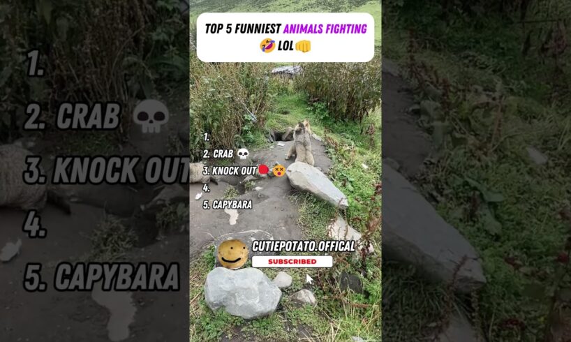 Top 5 Funniest Animal Fights Caught on Camera😂#funny#funnymemes #animals #funnyanimals#trynottolaugh