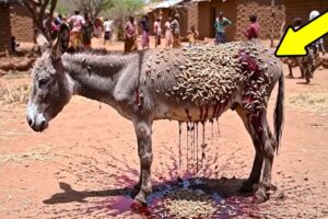 Top 5 Most Heartwarming Animal Rescues You Have to See