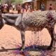 Top 5 Most Heartwarming Animal Rescues You Have to See