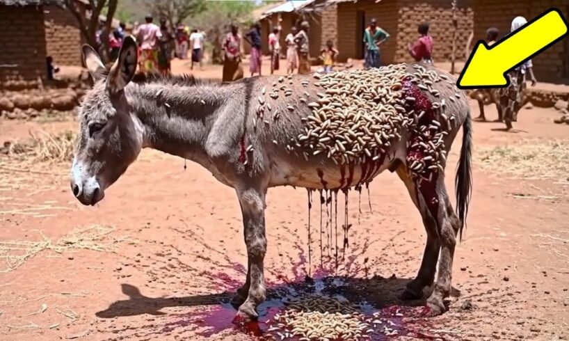 Top 5 Most Heartwarming Animal Rescues You Have to See