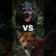 Top 5 Wild Animal Fights – Dhole, Hyena & More!