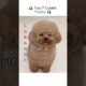 Top 7 Cutest Puppies That’ll Melt Your Heart 🐶❤️ | Ultimate Cuteness Ranking!