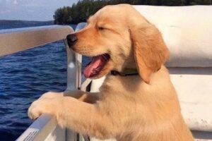 Top FUNNY PUPPIES That’ll Instantly Make Your Day Better! 😁 Funniest Animal Videos