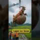 Trapped Goat Rescue: An Emotional Story of a Brave Officer and the Goat That Touched His Heart