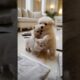 Two cute puppies and a kitten playing
