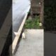 Two cute puppies on the roadside#puppy