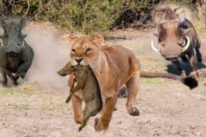 Unbelievable! Brave Warthog Parents Is Determined To Chase And Attack Lion To Get Their Baby Back